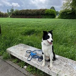 Yago Dolcissimo Border Collie 4 anni Cerca Casa - Foto n. 5