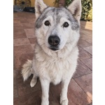 Kuma Dolce Cagnolina 12 anni Cerca casa - Adozione del Cuore - Foto n. 2