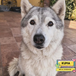 🐶 Husky femmina di 14 anni e 1 mese in adozione a Latina (LT) e in tutta Italia da associazione animali