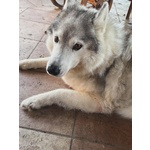 Kuma Dolce Cagnolina 12 anni Cerca casa - Adozione del Cuore - Foto n. 3