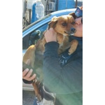 🐶 Altra Razza femmina in adozione a Milano (MI) e in tutta Italia da privato