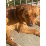 Rose Dolce Piccoletta - Foto n. 3