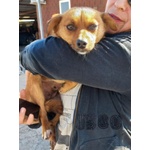 Rose Dolce Piccoletta - Foto n. 4