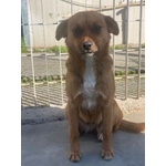 Rose Dolce Piccoletta - Foto n. 5