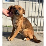 Rose Dolce Piccoletta - Foto n. 6