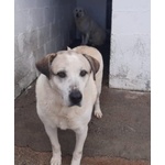 🐶 Altra Razza maschio in adozione a Milano (MI) e in tutta Italia da privato