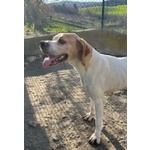 🐶 Pointer femmina in adozione a Milano (MI) e in tutta Italia da privato