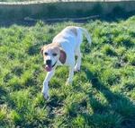 Amanda 5anni Pointer Dolcissima - Foto n. 2