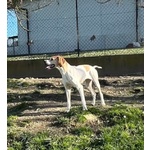 Amanda 5anni Pointer Dolcissima - Foto n. 3