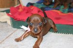 Pinscher Nano - Foto n. 3