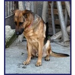 Zeus 3anni Bravo Past.ted, Gettato Dall'auto! - Foto n. 2