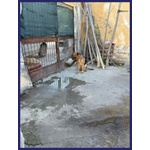 Zeus 3anni Bravo Past.ted, Gettato Dall'auto! - Foto n. 3