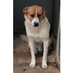 🐶 Altra Razza Maschio in Adozione a Milano (mi) e in Tutta Italia da Privato