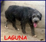 Laguna Giovane Aspetta la sua Famiglia - Foto n. 2