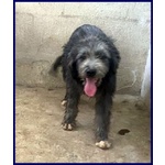 Laguna Giovane Aspetta la sua Famiglia - Foto n. 3