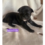 Staffordshire bull Terrier Cuccioli - Foto n. 1