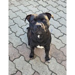 Staffordshire bull Terrier Cuccioli - Foto n. 2