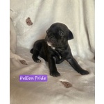 Staffordshire bull Terrier Cuccioli - Foto n. 4