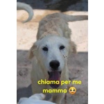 🐶 Altra Razza maschio in adozione a Milano (MI) e in tutta Italia da privato