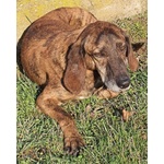 🐶 Segugio maschio in adozione a Milano (MI) e in tutta Italia da privato