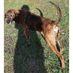 Nick Dolcissimo! Adatto a Tutti - Foto n. 4