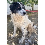 🐶 Altra Razza maschio in adozione a Milano (MI) e in tutta Italia da privato