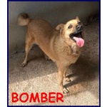 Bomber Nonnino con Tanta Voglia di Giocare e di una Casa! - Foto n. 3