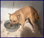 Bomber Nonnino con Tanta Voglia di Giocare e di una Casa! - Foto n. 4