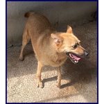 Bomber Nonnino con Tanta Voglia di Giocare e di una Casa! - Foto n. 5