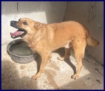 Bomber Nonnino con Tanta Voglia di Giocare e di una Casa! - Foto n. 6