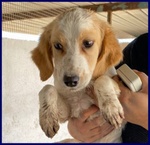 Miami 3-4anni Abbandonato - tg Mediopicc. - Foto n. 2