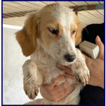 Miami 3-4anni Abbandonato - tg Mediopicc. - Foto n. 3