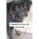 🐶 Altra Razza maschio in adozione a Milano (MI) e in tutta Italia da privato