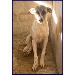 Roma sui 3 anni una Timidina - tg Contenuta - Foto n. 2