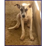 Roma sui 3 anni una Timidina - tg Contenuta - Foto n. 4