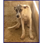 Roma sui 3 anni una Timidina - tg Contenuta - Foto n. 5