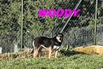 Woody sui 3anni una Bella Timidina! - Foto n. 4