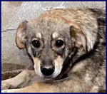 Flavia sui 3 anni una Timidina - Foto n. 2