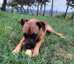 🐶 Altra Razza maschio in adozione a Milano (MI) e in tutta Italia da privato