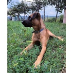 Blu solo come Figlio Unico! Buono con le Persone - Foto n. 2