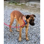 Blu solo come Figlio Unico! Buono con le Persone - Foto n. 4