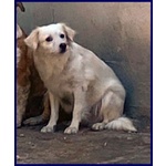 Mick sui 6anni tg Medio Picc. Cerca Rassicurazione - Foto n. 2