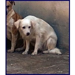 Mick sui 6anni tg Medio Picc. Cerca Rassicurazione - Foto n. 3