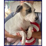 Zinnia 3,5 anni con la Mascherina tg Media - Foto n. 2