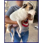 Zinnia 3,5 anni con la Mascherina tg Media - Foto n. 4