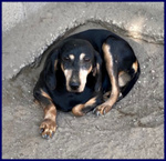 Daima sui 7anni Tranquilla e Buona - Foto n. 3