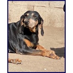 Daima sui 7anni Tranquilla e Buona - Foto n. 5