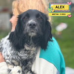 Alex Epagneul Breton 9 mesi Cerca casa - in Adozione - Foto n. 1