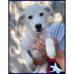 🐶 Altra Razza femmina in adozione a Milano (MI) e in tutta Italia da privato