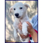 Orchidea sui 3 anni Dolcissima! tg Media - Foto n. 2